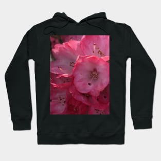 Rhododendron in Pink Hoodie